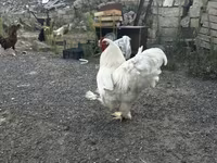 Chickens — foto 1