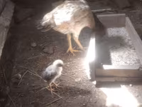 Chickens — foto 3