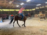 حصان, Standardbred — الصورة 1