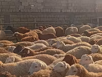 Quzu kəsimi və təmizlənmiş ət - Yerli təsərrüfatda yetişdirilən — الصورة 4