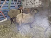 Sheep (batch, sex not specified), Sheep — photo 4
