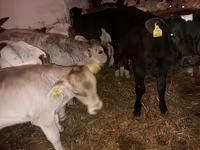 सांड, Simmental cattle — फ़ोटो 2