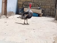 Geniş Sinəli Ağ — foto 1
