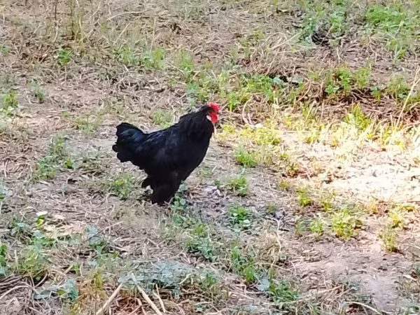 Chickens