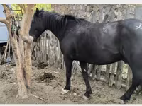 At, Kyrgyz Horse — foto 2