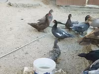 Domestic Muscovy — photo 4