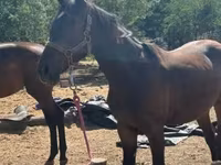 Stute, Nonius horse — Foto 8