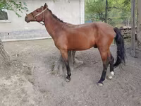 At, Karachay horse — foto 1