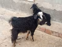 Goats (batch, sex not specified), Angora goats — photo 1