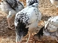 Chickens — photo 1