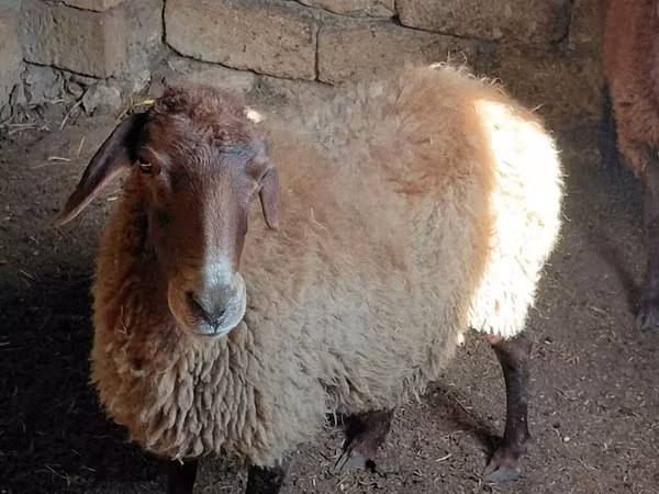 Qoç, Qoyunlar — Azərbaycan