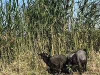 Dişi keçi, Czech Brown Shorthaired goats — foto 4