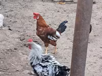 Chickens — photo 5