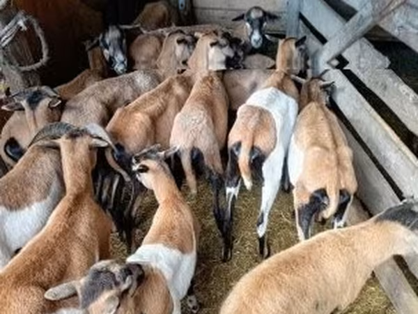母羊, Sheep