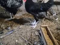 Chickens — الصورة 2