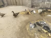 Ev Muskovisi — foto 3