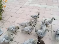Ducks — الصورة 1