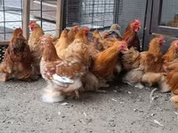 Pekin Bantam — foto 1