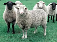 Carneiro, Ovelhas — foto 5
