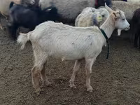 Cabra, Alpine goat — foto 1