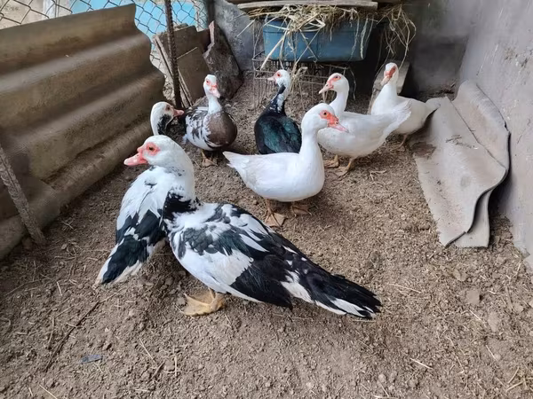 Ducks — Azərbaycan