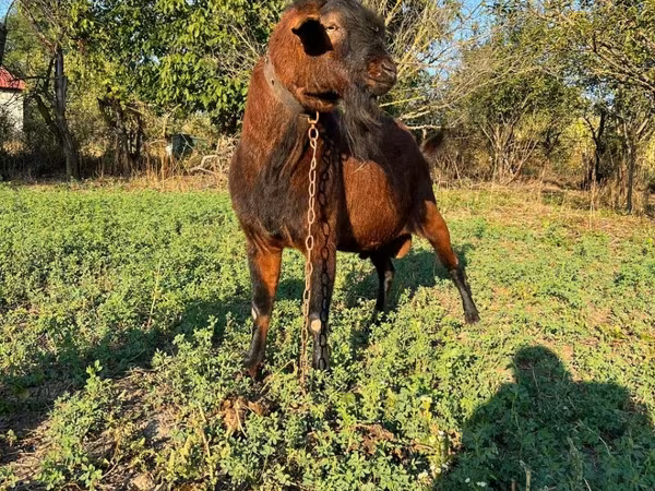 Bode, Cabras