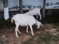 Goat, Saanen goat — photo 5