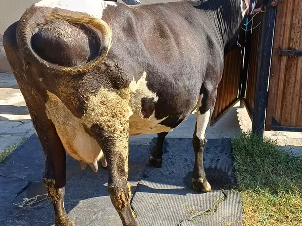 Krowa, Rasa alatauska