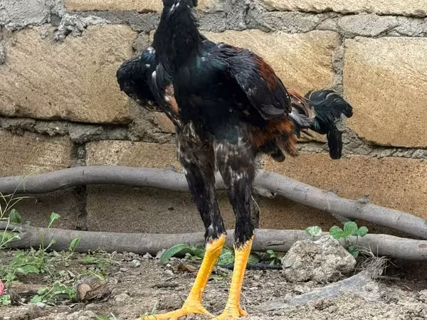 Guinea fowl