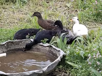 Ducks — photo 8