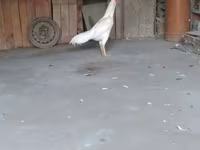 Chickens — الصورة 3