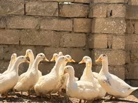 Alman Pekin — foto 3