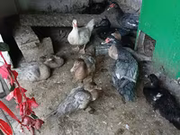 Ducks — Foto 1