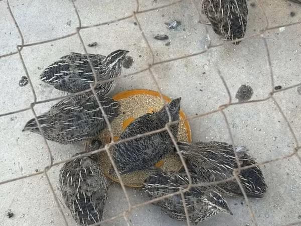 King Quail — Azerbaijan