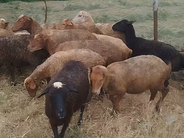 Oveja, Ovejas