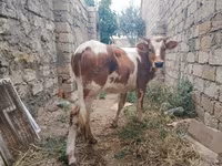 Krowa, Simmental cattle — zdjęcie 1