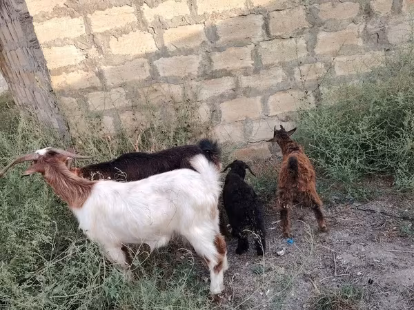 Goat, Goats