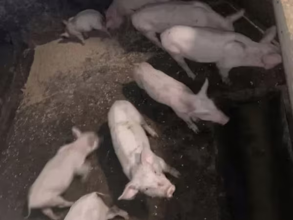 Eber, Schweine
