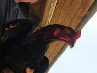 Australorp — photo 4