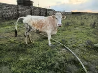 母牛, Cattle — 照片 4