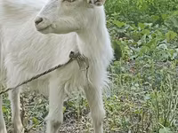 Dişi keçi, Orenburg goat — foto 2