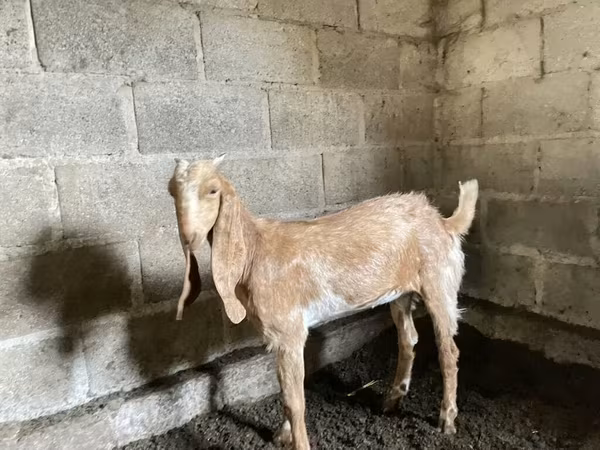 Echki, Nubian Goat
