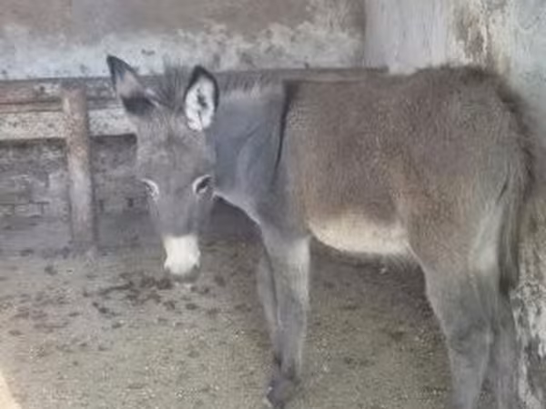 Ат, Аттар