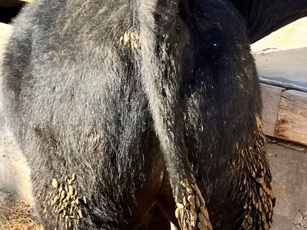 Buqa, Belgiya ko'kasi