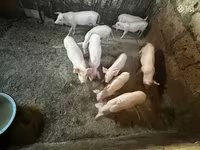 Säue, Ландрас — Foto 6