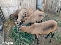 Ovelha, Cameroon sheep — foto 1