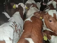 Touro, Simmental cattle — foto 1