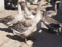 Geese — photo 4