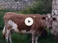 母牛, Red-spotted breed — 照片 6