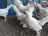 Chickens — Foto 7